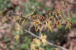 American witch-hazel